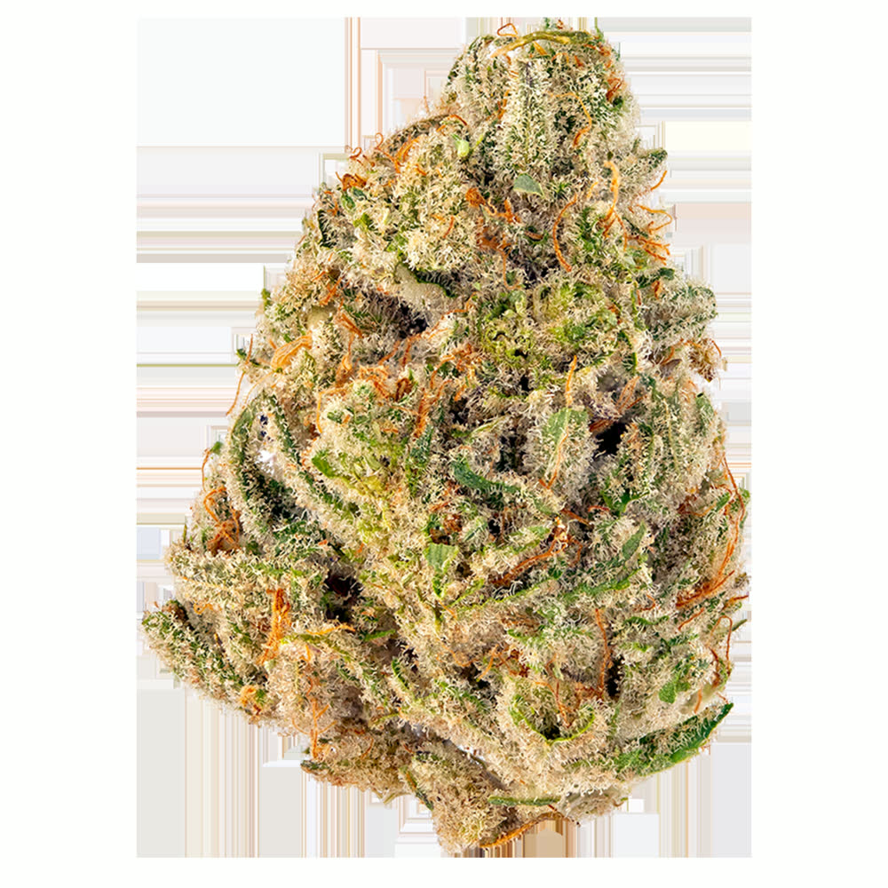 Golden Cheese